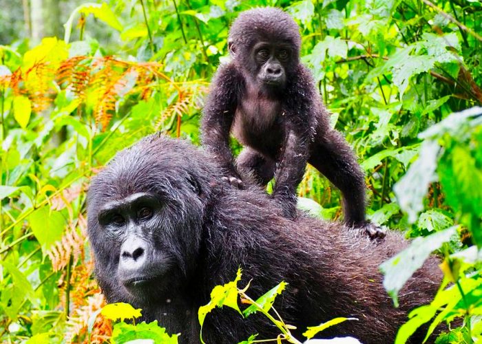 3-days-uganda-gorilla-trekking-tour