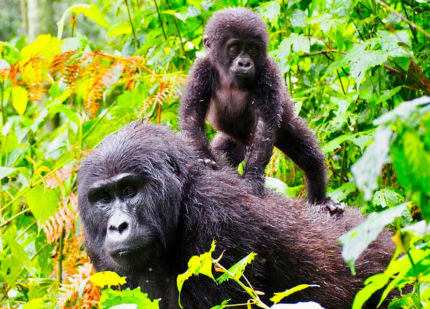 3-days-uganda-gorilla-trekking-tour