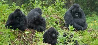 Gorilla Trekking for the physically Challenged 