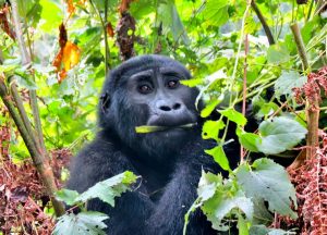 How Fit Should you be to trek the Gorillas