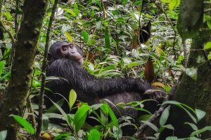 Chimp trekking 