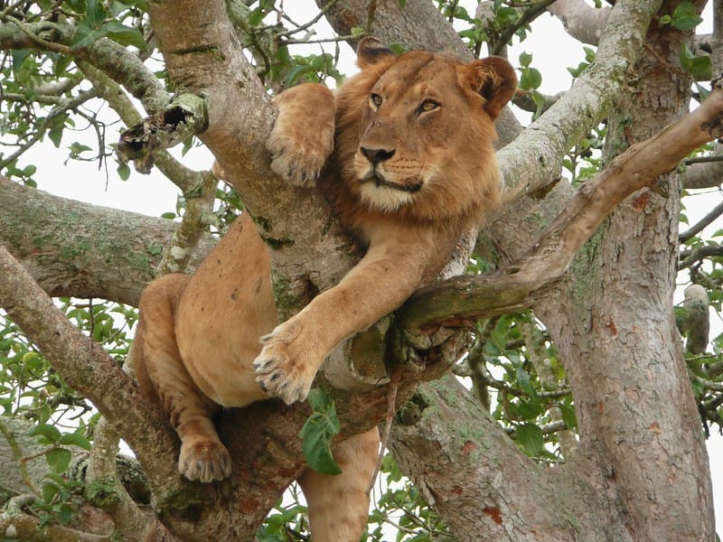 Where to self-drive this Christmas season in Uganda