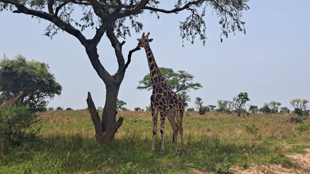 Is Uganda Affordable for Self-Drive Safaris 2026 - 2027? 