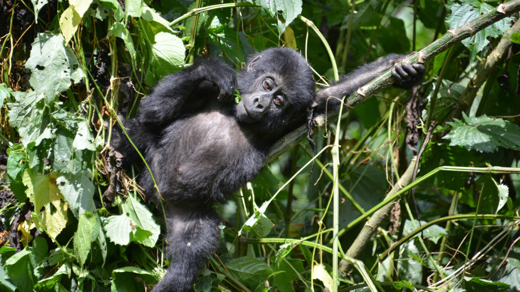 gorilla trekking Uganda 