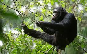 How to Plan a Budget Self-Drive Safari in Uganda